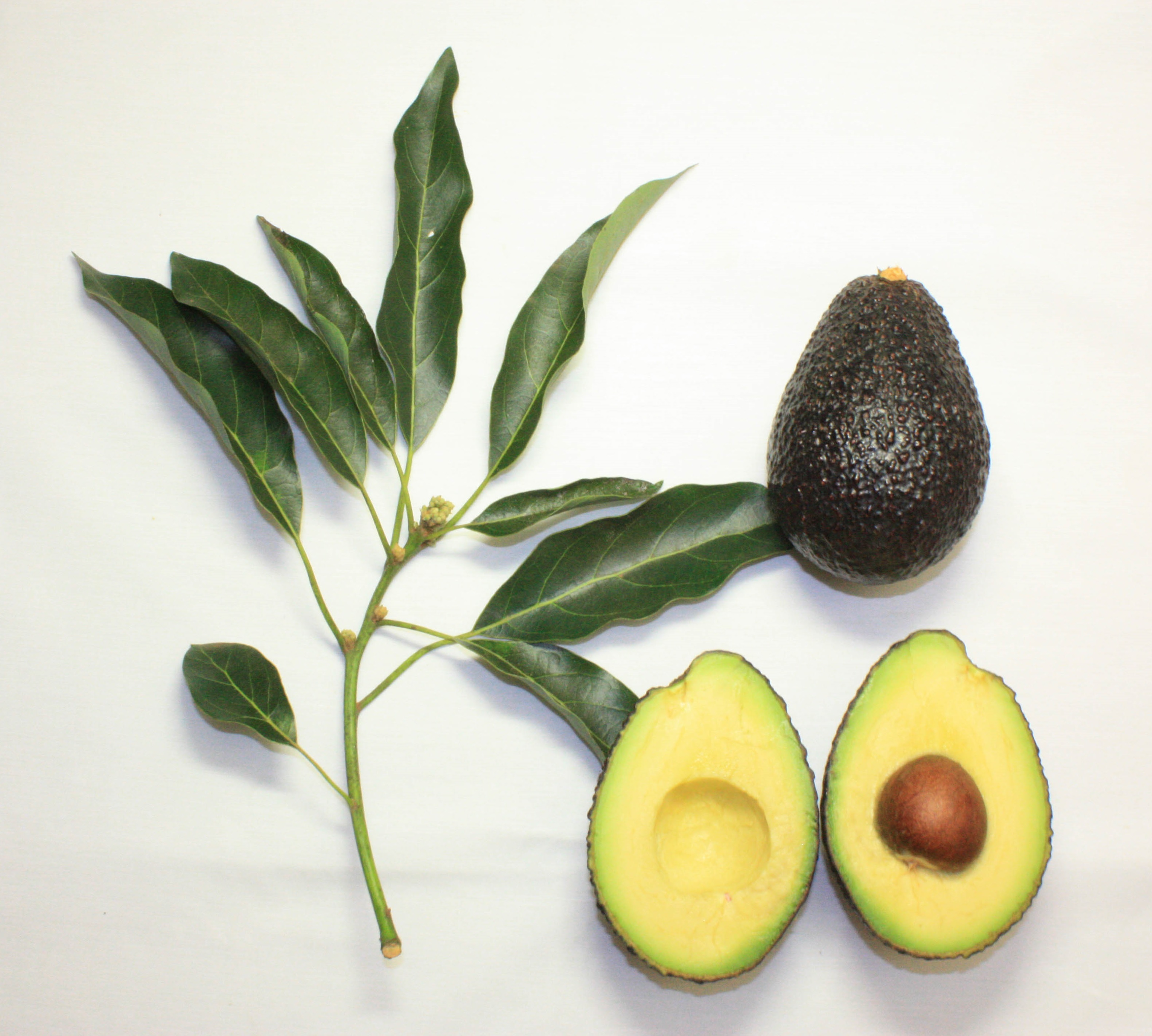 avocado1