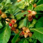 Ashwagandha Supports Stress and Anxiety