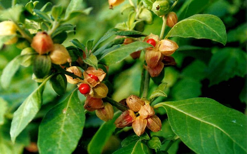 Ashwagandha Supports Stress and Anxiety