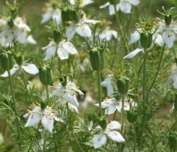 black-cumin-seed-oil-1